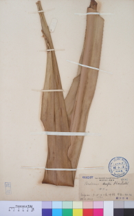 Specimen thumbnail